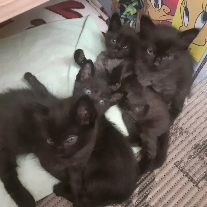 Gato ra a Sem raça definida  idade Abaixo de 2 meses nome Gatinhos