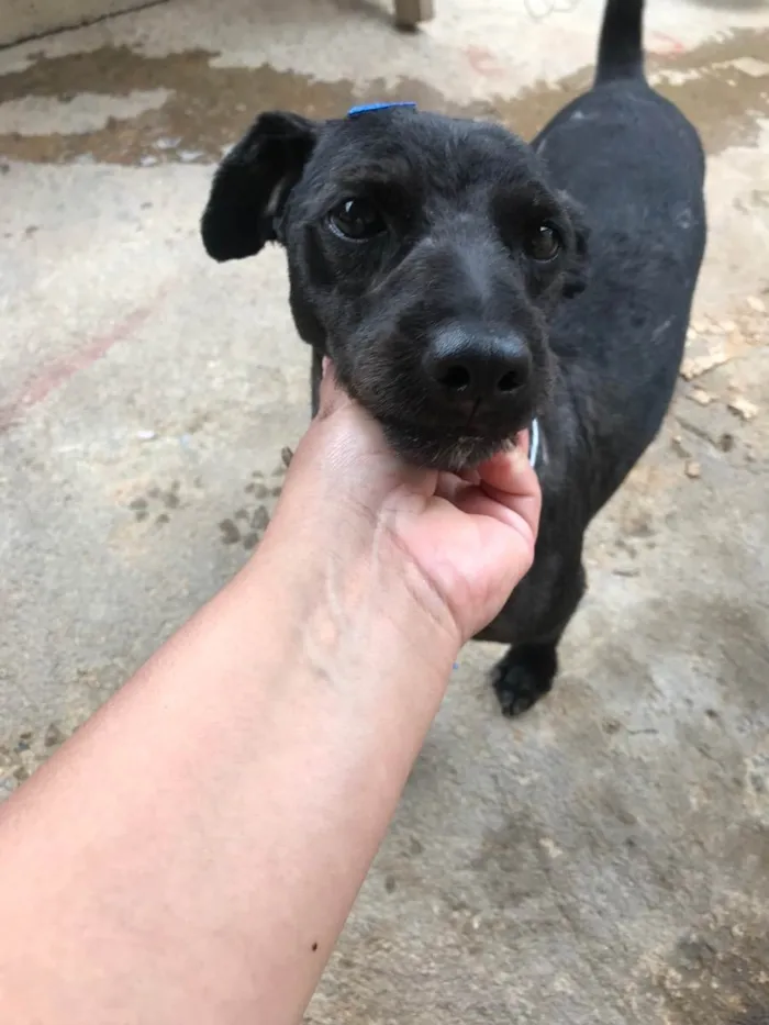 Cachorro ra a Indefinida idade 6 ou mais anos nome Coragem