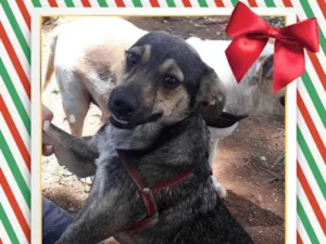 Cachorro raça sem raca idade 7 a 11 meses nome Mia