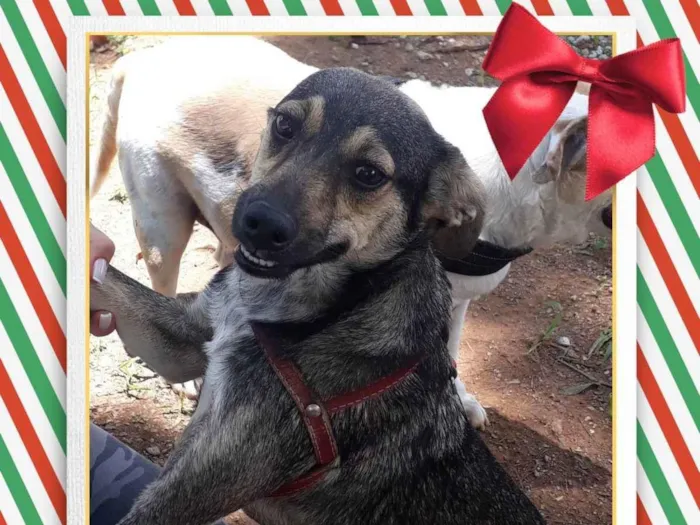 Cachorro raça sem raca idade 7 a 11 meses nome Mia