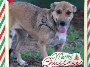 Cachorro raça Sem raça idade 7 a 11 meses nome Rubi