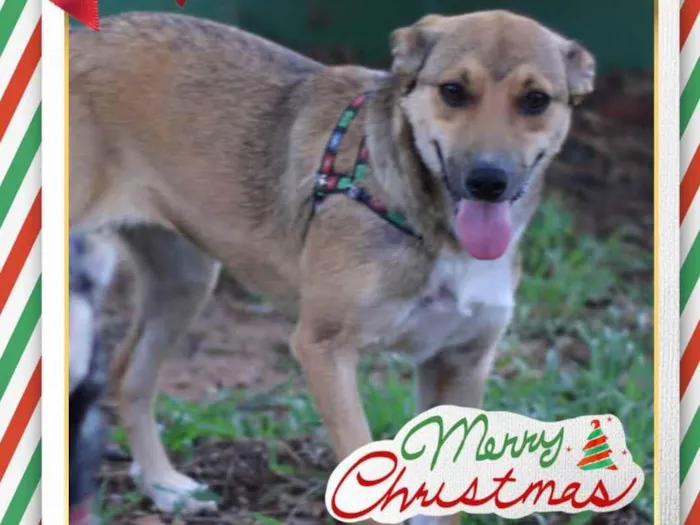 Cachorro raça Sem raça idade 7 a 11 meses nome Rubi