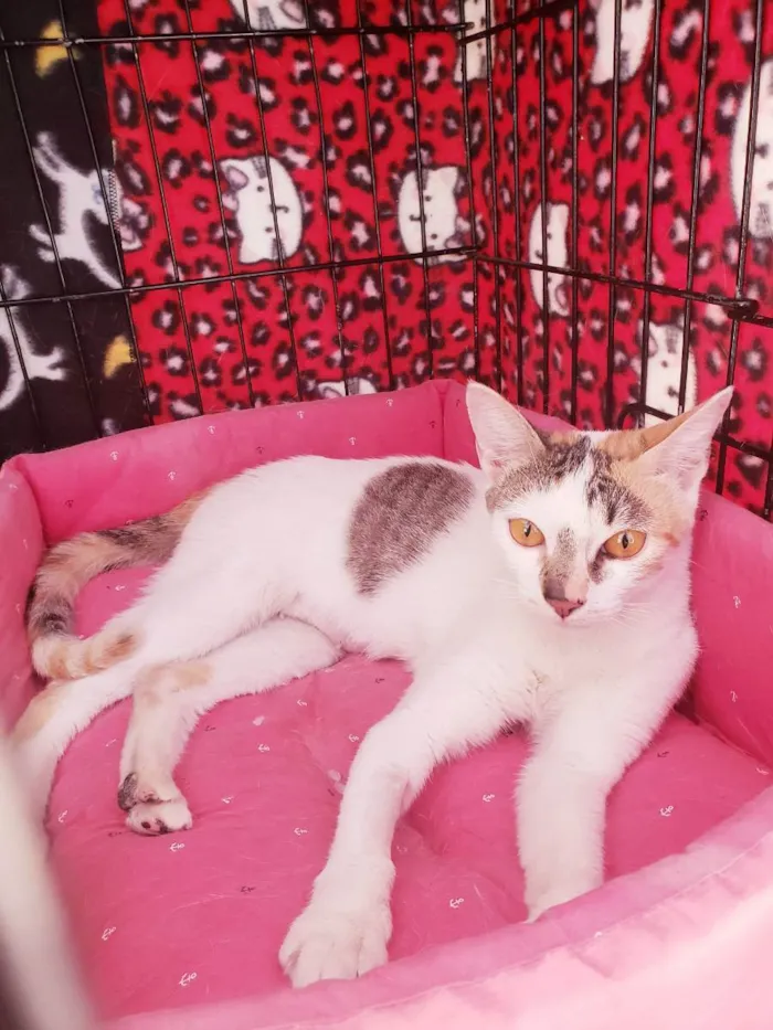 Gato ra a Srd  idade 3 anos nome Madhu