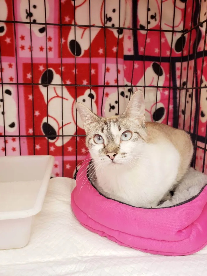 Gato raça Srd  idade 7 a 11 meses nome Nicole