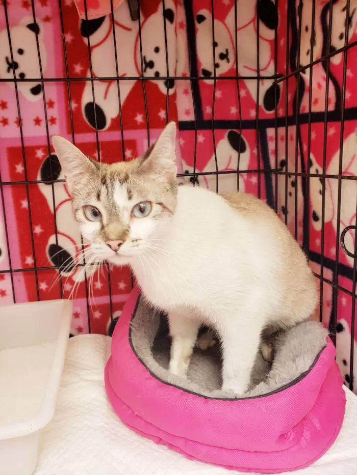 Gato raça Srd  idade 7 a 11 meses nome Nicole