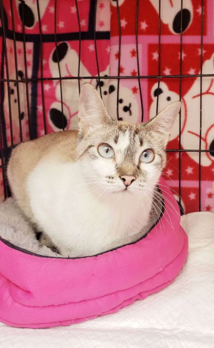 Gato raça Srd  idade 7 a 11 meses nome Nicole