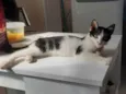 Achado