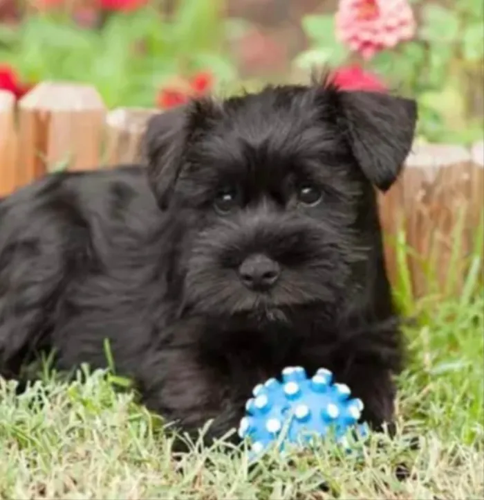 Cachorro ra a Mestiço  idade 1 ano nome Bruce 