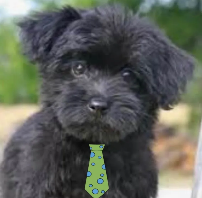 Cachorro ra a Mestiço  idade 1 ano nome Bruce 