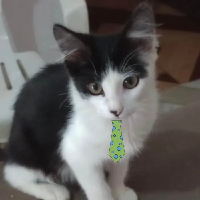 Gato ra a Mestiço  idade 2 a 6 meses nome Nick 