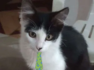Gato raça Mestiço  idade 2 a 6 meses nome Nick 