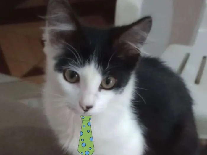 Gato ra a Mestiço  idade 2 a 6 meses nome Nick 