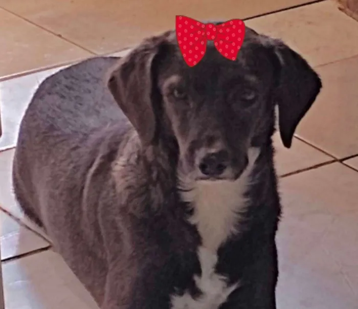 Cachorro ra a Mestiça  idade 4 anos nome Esmeralda 