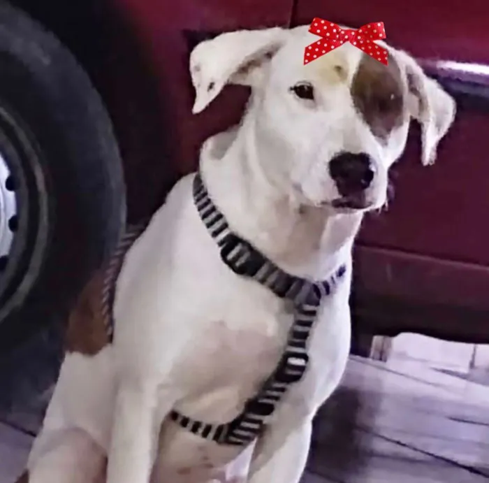 Cachorro raça Mestiça  idade 4 anos nome Duda 