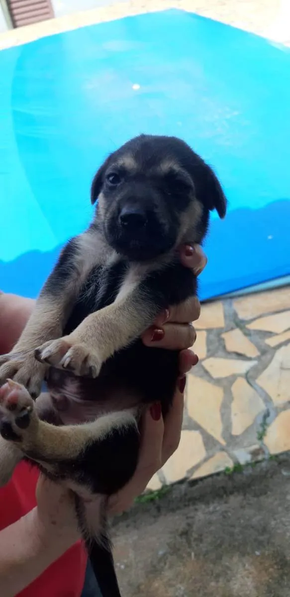 Cachorro ra a SRD idade 2 a 6 meses nome Filhotes