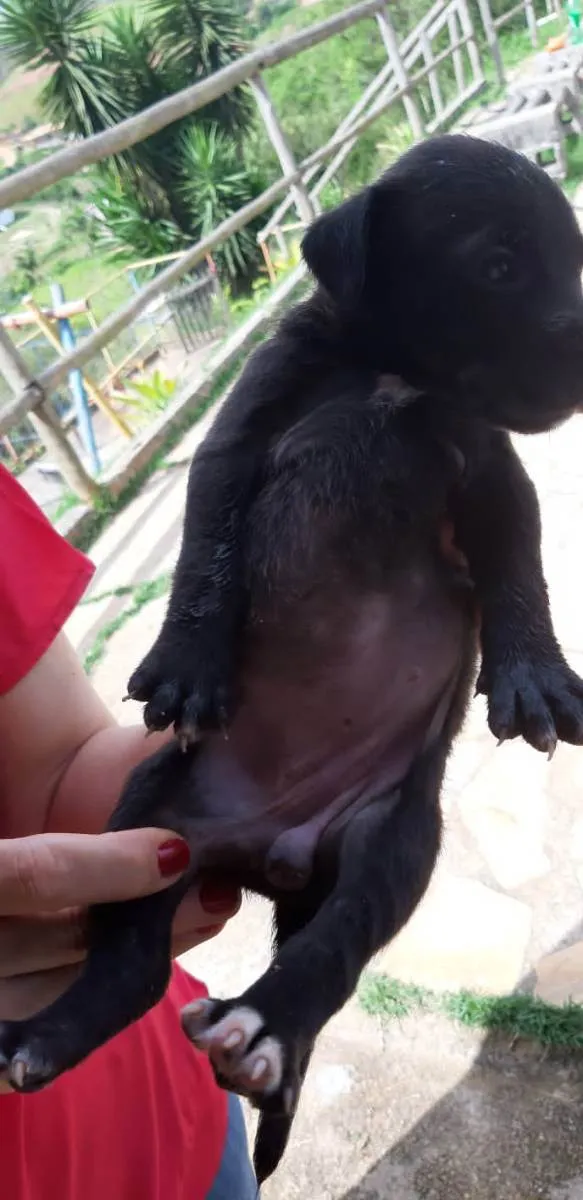 Cachorro ra a SRD idade 2 a 6 meses nome Filhotes