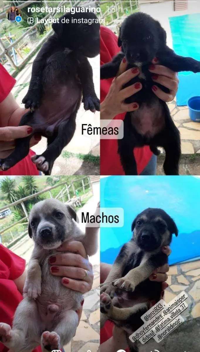 Cachorro ra a SRD idade 2 a 6 meses nome Filhotes