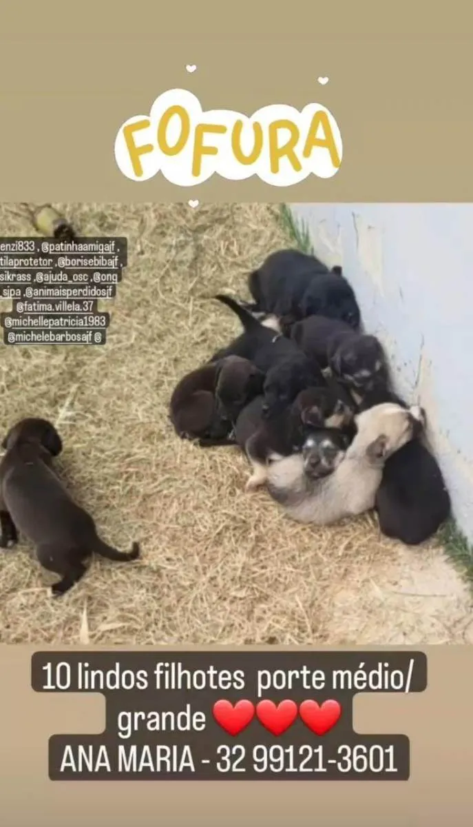 Cachorro ra a SRD idade 2 a 6 meses nome Filhotes