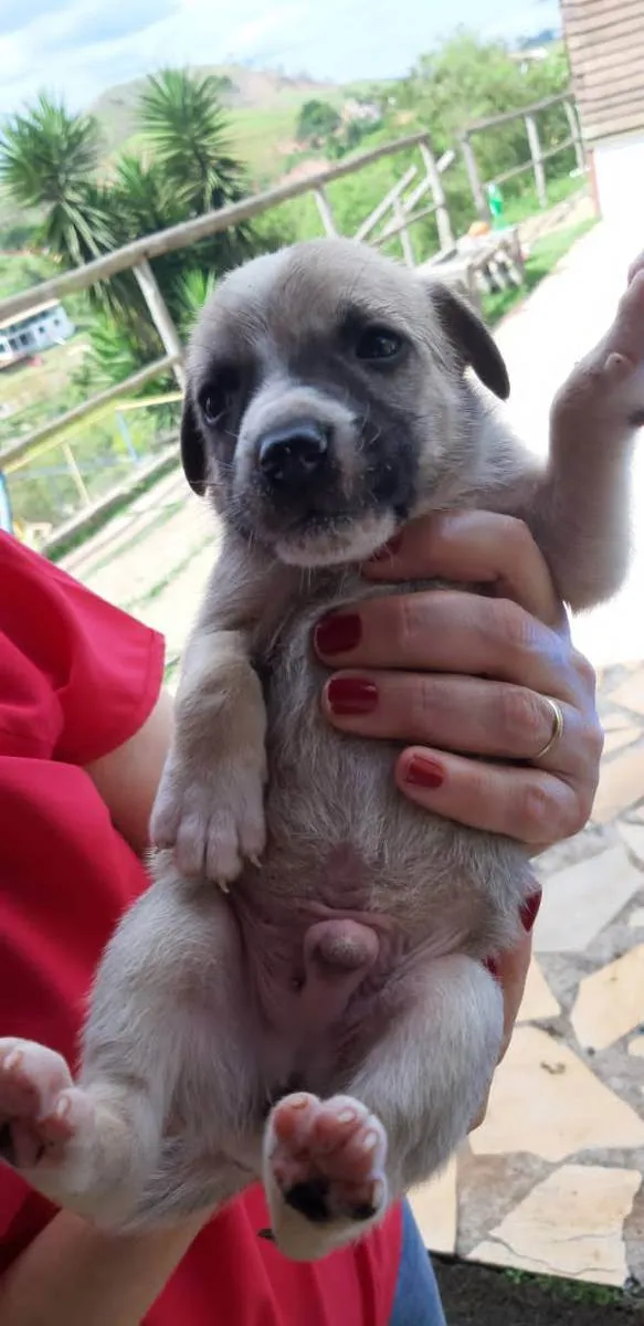 Cachorro ra a SRD idade 2 a 6 meses nome Filhotes