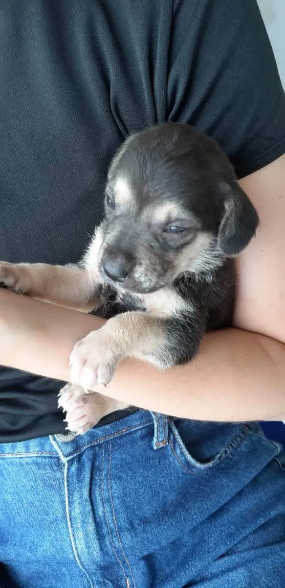 Cachorro ra a SRD idade 2 a 6 meses nome Filhotes
