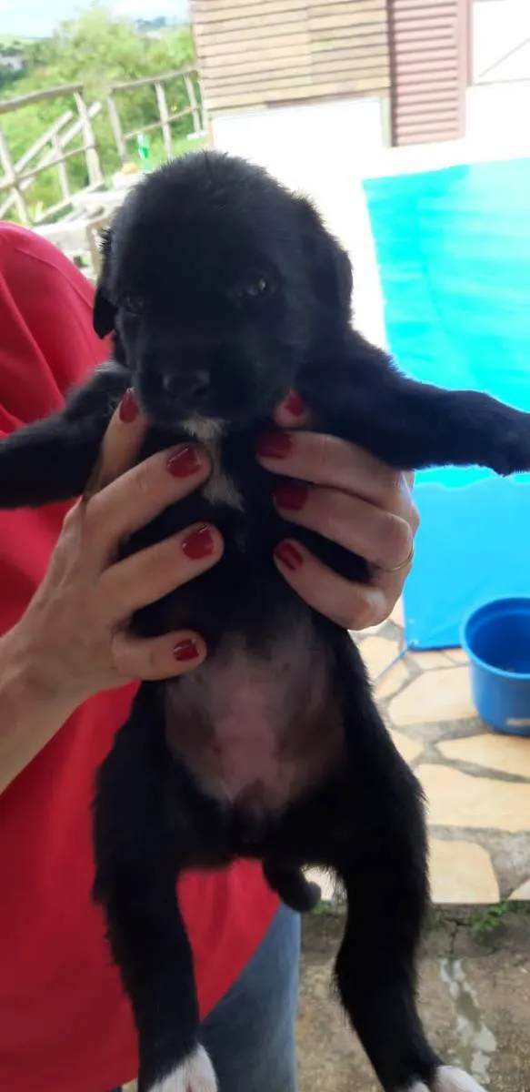 Cachorro ra a SRD idade 2 a 6 meses nome Filhotes