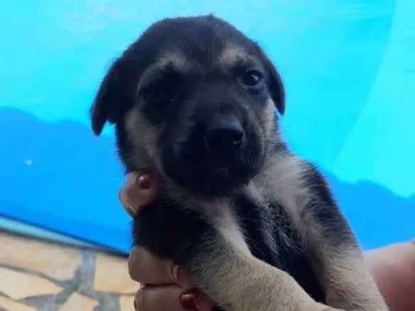 Cachorro ra a SRD idade 2 a 6 meses nome Filhotes