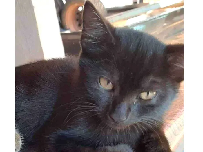 Gato ra a Felino SRD idade 2 a 6 meses nome Zeca