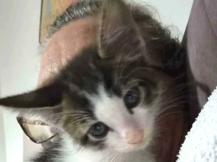 Gato ra a Felino SRD idade Abaixo de 2 meses nome Sukita
