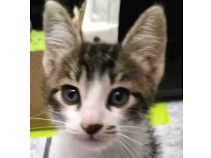 Gato ra a Felino SRD idade 2 a 6 meses nome Valente
