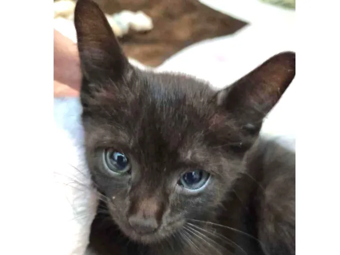 Gato ra a Felino SRD idade Abaixo de 2 meses nome Lua