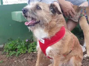 Cachorro raça Sem raca - Estopinha idade 3 anos nome Chico