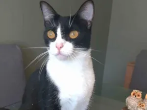 Gato raça Srd idade 2 anos nome MARGÔ