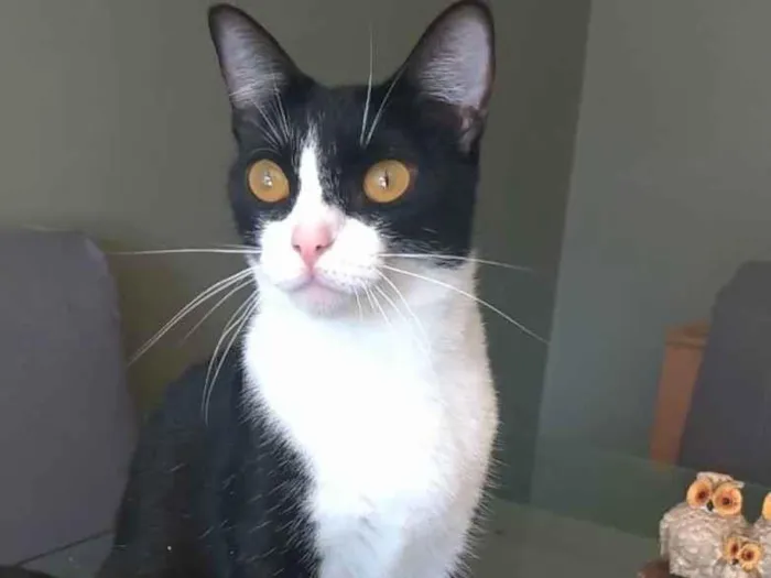 Gato ra a Srd idade 2 anos nome MARGÔ