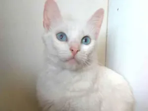 Gato raça Srd idade  nome Maitê 