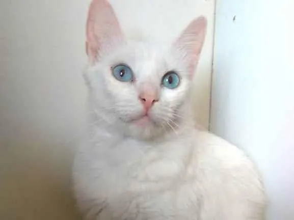 Gato ra a Srd idade  nome Maitê 