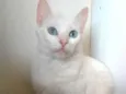 Maitê