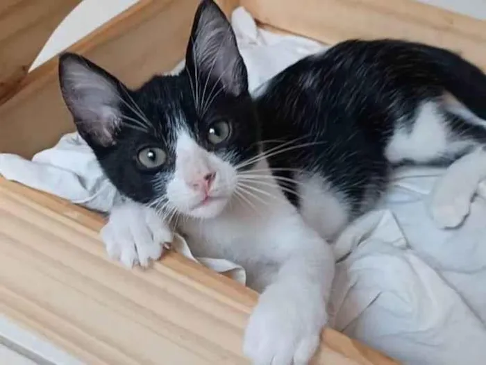 Gato ra a Srd idade  nome Otto