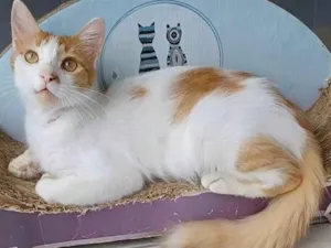 Gato raça Srd idade 1 ano nome Ozzy