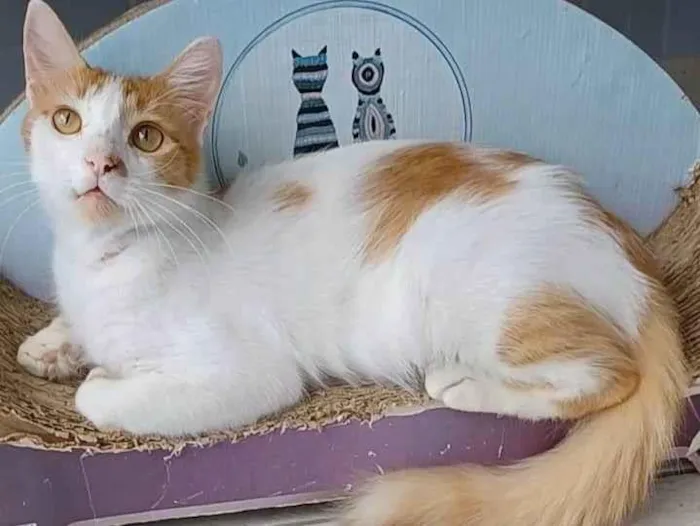 Gato ra a Srd idade 1 ano nome Ozzy