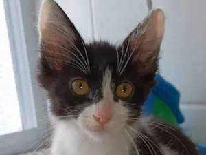 Gato raça srd frajolinha  idade 2 a 6 meses nome Brisa