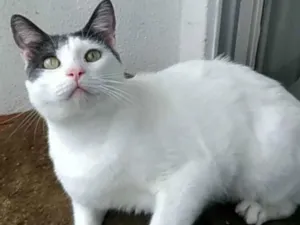 Gato raça Srd idade 2 anos nome Jhon