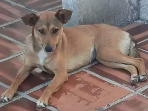 Cachorro raça VIRA LATA idade 1 ano nome PAÇOCA