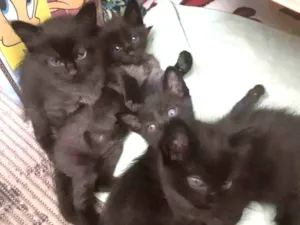 Gato raça Sem raça definida  idade Abaixo de 2 meses nome Gatinhos