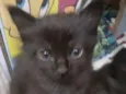 Gatinhos