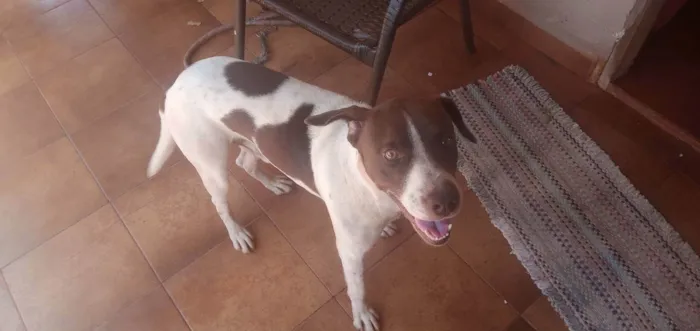 Cachorro raça Box Mestiço  idade 2 anos nome Nero