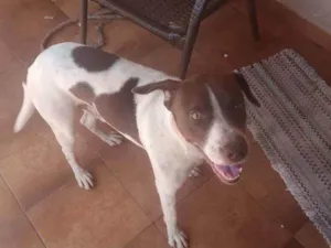 Cachorro raça Box Mestiço  idade 2 anos nome Nero