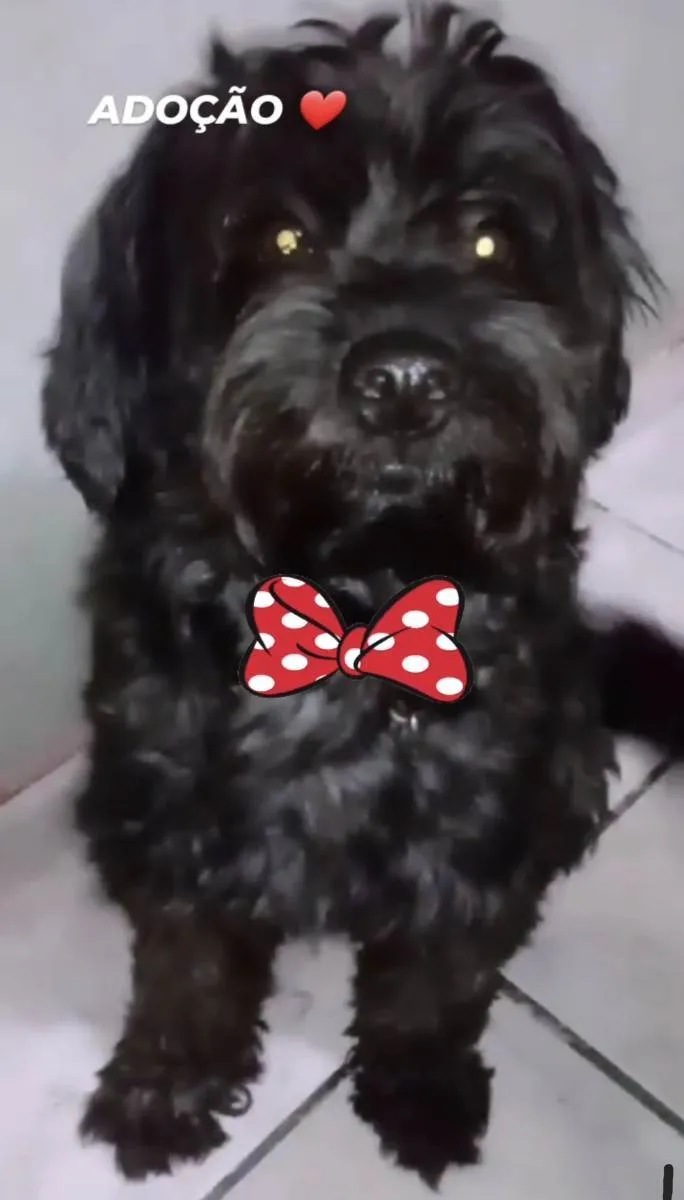 Cachorro ra a Poodle idade 4 anos nome THEO
