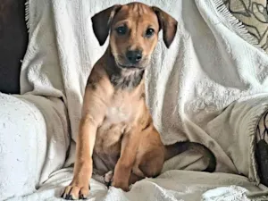 Cachorro raça Srd idade 2 a 6 meses nome Lessie 