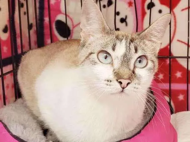 Gato raça Srd  idade 7 a 11 meses nome Nicole