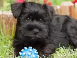 Cachorro raça Mestiço  idade 1 ano nome Bruce 